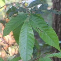 Uvaria sphenocarpa Hook.f. & Thomson